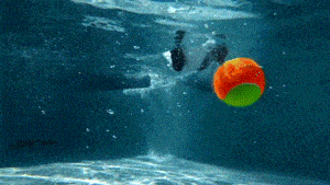 fetch swimming pool GIF by HuffPost