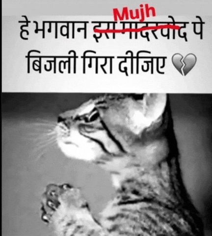 Bijli Cat Rvygaqze GIF