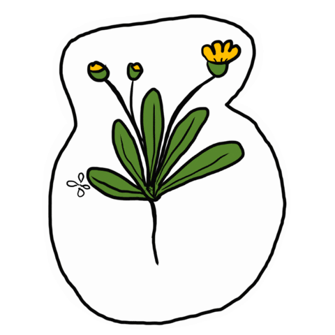 Gardening Dandelion Sticker by yvoscholz