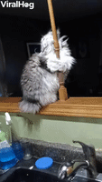 Cat Shows Off Dance Moves