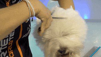 Dogs Stripping GIF by Artero Professional Line