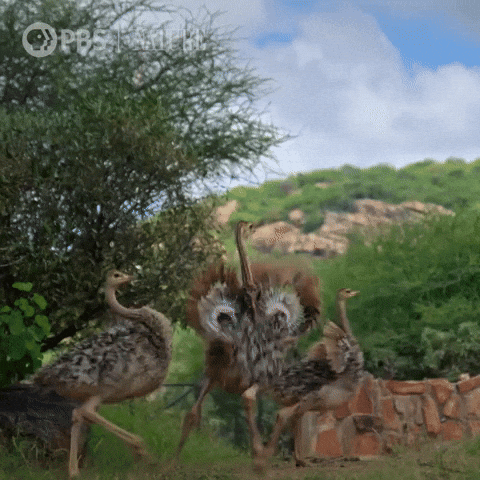 Explore Pbs Nature GIF by Nature on PBS