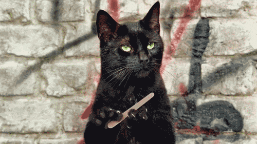 Cat-meow-angry GIFs - Get the best GIF on GIPHY