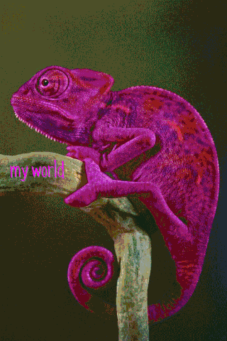 Image result for Chameleons change color .gif"