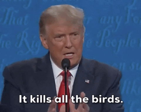 It-kills-all-the-birds GIFs - Get the best GIF on GIPHY