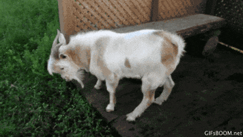 fainting goat GIF