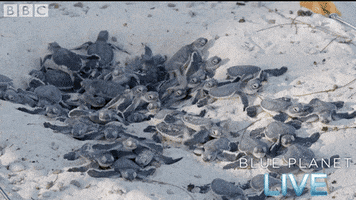 200.gif?cid=fc005b0844d82ff6d9724d6a1b0b1f124161f71dfb6548c6&rid=200.gif&ct=g
