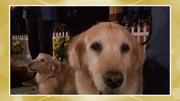 golden retriever dog GIF by Hallmark Channel