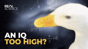 Duck Stan GIF