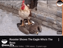Eagle Rooster GIF