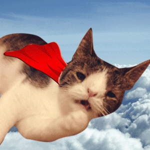 Super-hero-cat GIFs - Get the best GIF on GIPHY