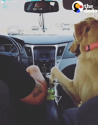 Hand In Hand Dog GIF by The Dodo