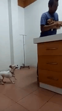 jumping dog GIF