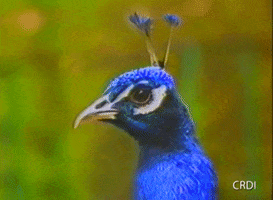 Peacock Pavo Real GIF by CRDI. Ajuntament de Girona