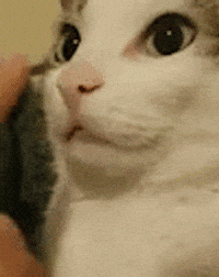 Cat GIF