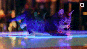 lil bub disco GIF by Internet Cat Video Festival