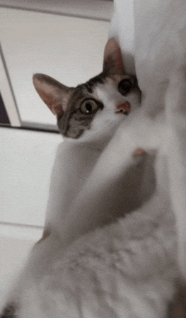 Cat Nu GIF