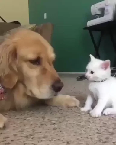 user selected gif to show the mood of cute