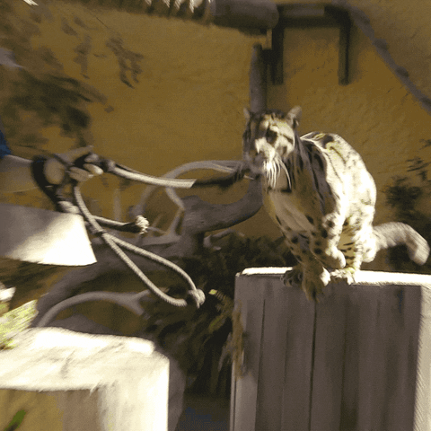 happy big cat GIF by San Diego Zoo