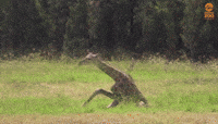 200w.gif?cid=790b76115d0fe0646c382e4e49f9886f&rid=200w.gif