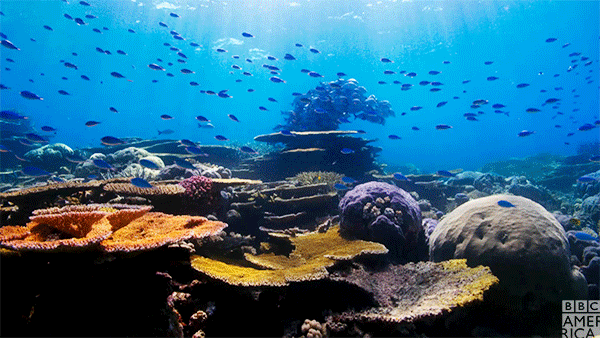 Ocean Acidification