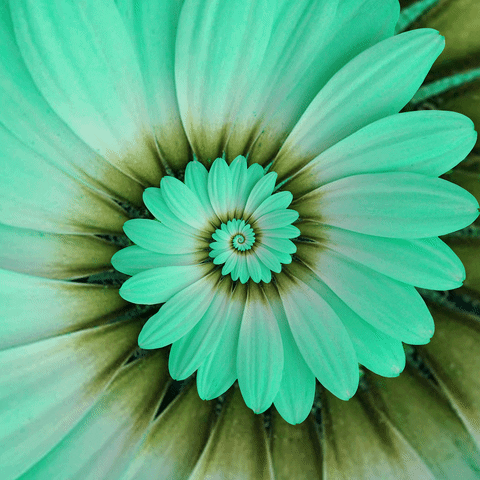 blooming love nature GIF by Feliks Tomasz Konczakowski