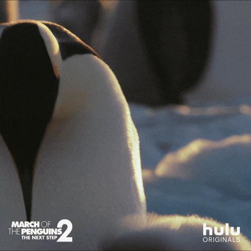 march of the penguins hello GIF by HULU