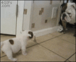 scared bulldog puppy GIF