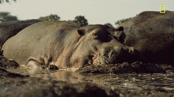 nat geo hippo GIF by National Geographic Channel