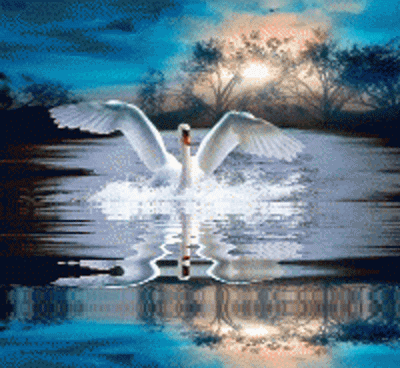 swan
