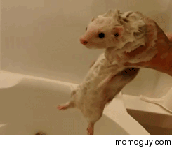 weasel