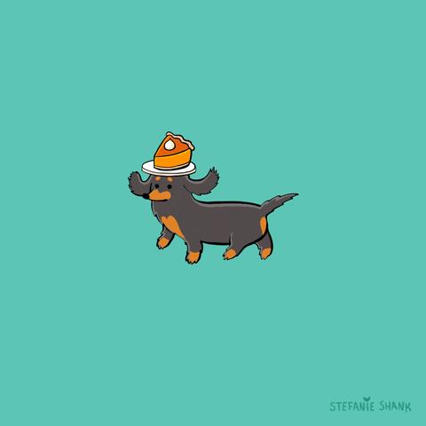 Sausage Dog Cooking GIF by Stefanie Shank