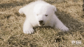polar bear baby GIF