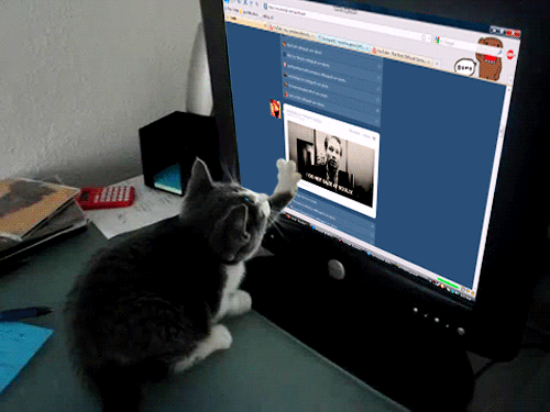Mash Up Cat GIF - Find & Share on GIPHY