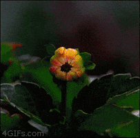 Blooming-flower GIFs - Get the best GIF on GIPHY