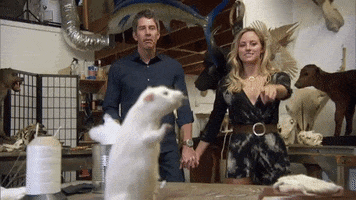 taxidermy arie GIF by The Bachelor
