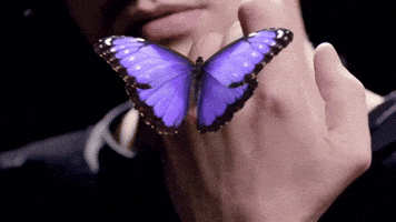 Music Video Butterfly GIF by James Bay