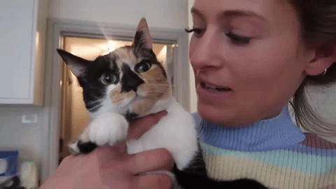 Cat Kitty GIF by Gymshark - Find & Share on GIPHY