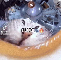 Cat GIF