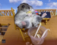 Blissful-Looking Hamster Kicks Back on Mini Deck Chair With Snacks and 'Beer'