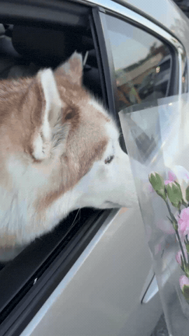 Mila GIF
