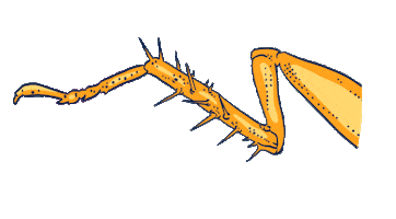 Cuca Pota Sticker by Cryptshow