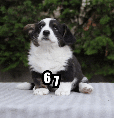 Dog Puppy GIF