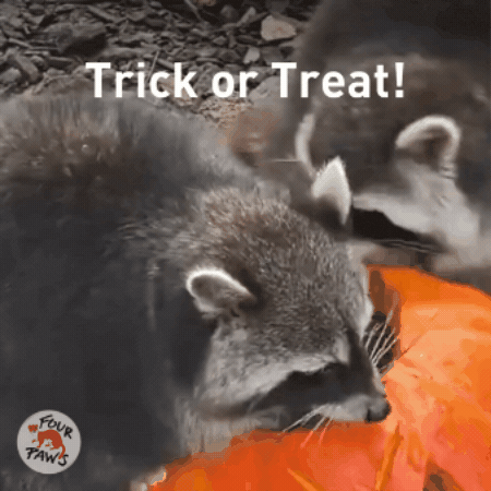 Trick Or Treat Pumpkin GIF by FOUR PAWS