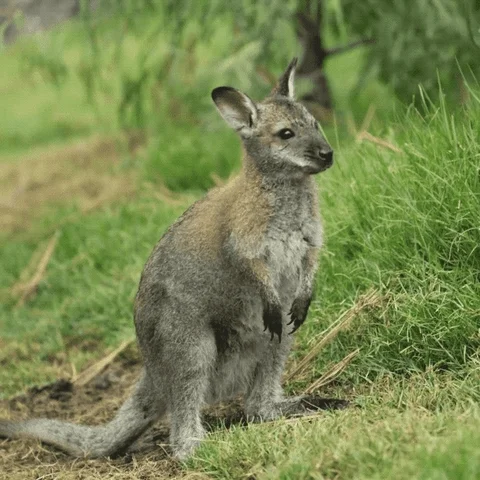 Wallaby
