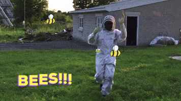 World Bee Day Gifs Get The Best Gif On Giphy