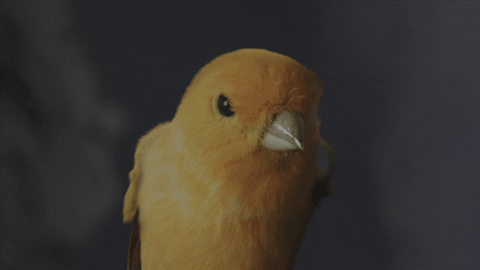 Yellow-bird GIFs - Get the best GIF on GIPHY