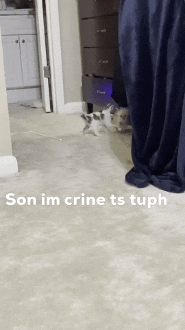 Son Im Crine Ts Tuph GIF