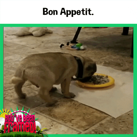 hungry bon appetit GIF by You've Been Framed!