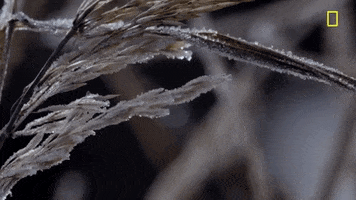 nat geo frost GIF by National Geographic Channel